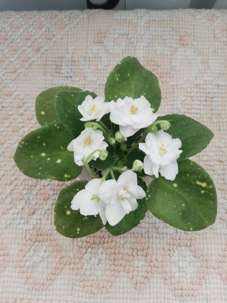 13 feb - ShN Kosmitcheskaya Feya