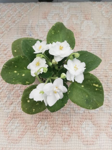 13 feb - ShN Kosmitcheskaya Feya