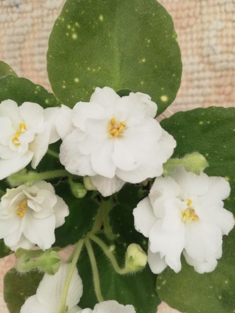 13 feb - ShN Kosmitcheskaya Feya