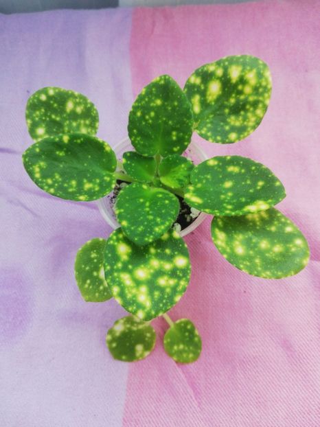 15 apr - ShN Kosmitcheskaya Feya