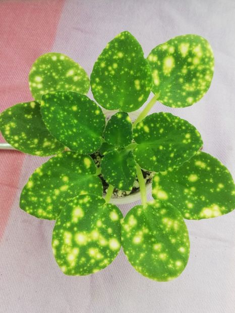 11 mai - ShN Kosmitcheskaya Feya