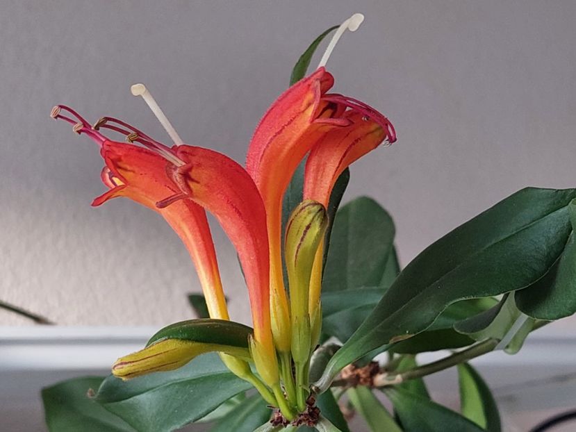 Aeschinanthus Speciosus(27-04-2024) - Aeschinanthus 2024