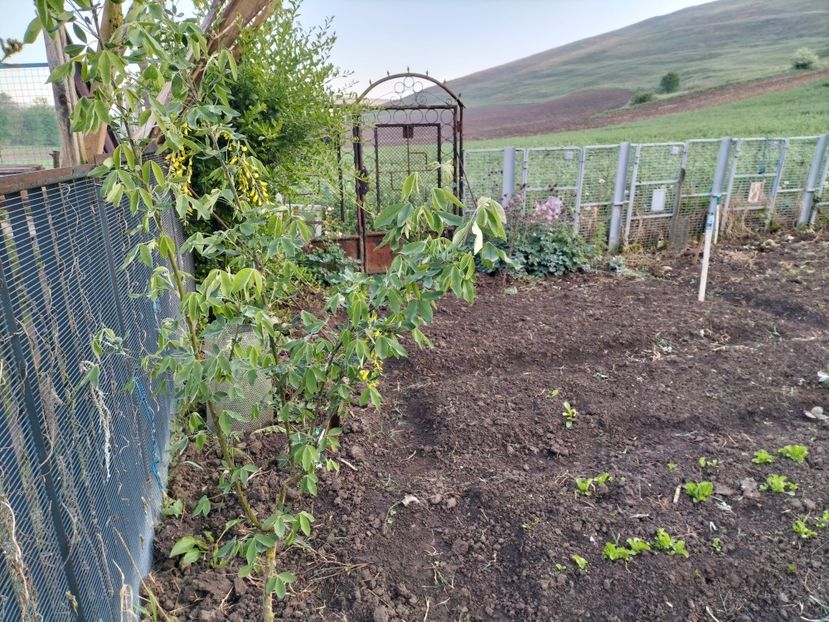 IMG20240427070837 - Primăvară 2024