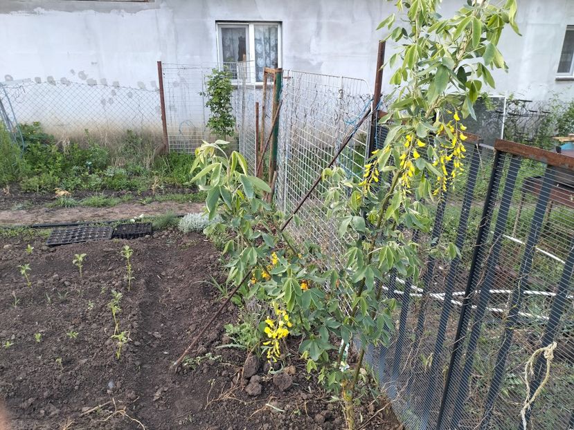 IMG20240427070821 - Primăvară 2024