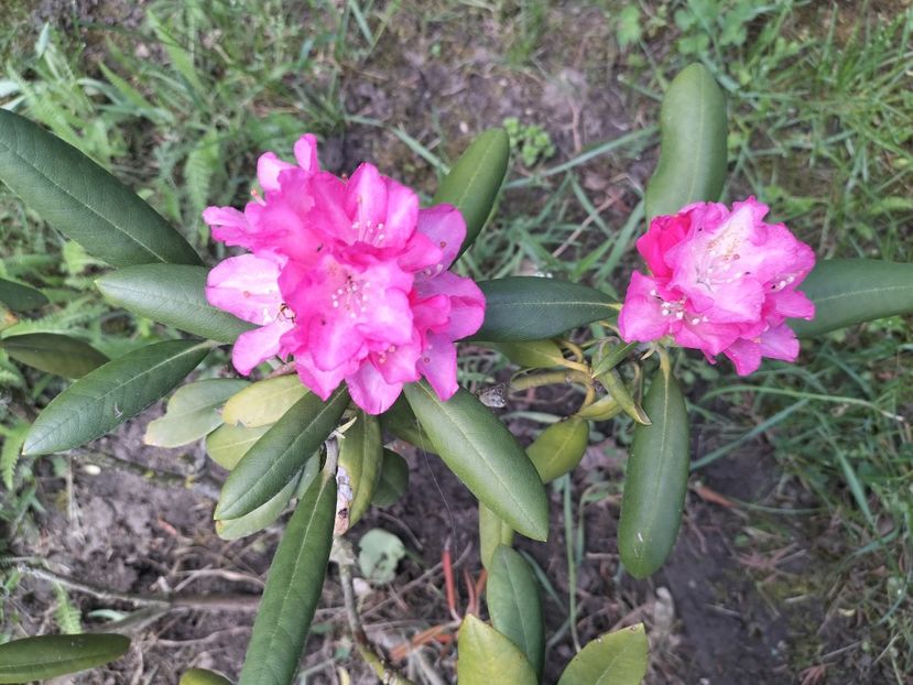 IMG20240426140828 - Primăvară 2024