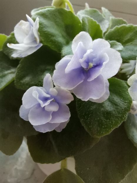  - 2024 flori în balcon