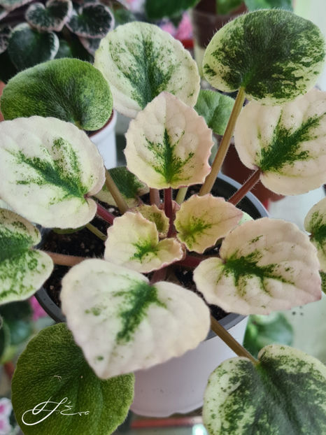  - SV-Gorod Sevastopolj