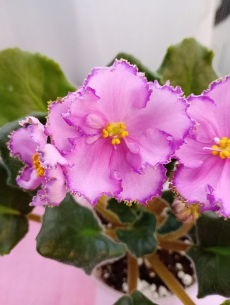 13 mar - AV Antidepressant