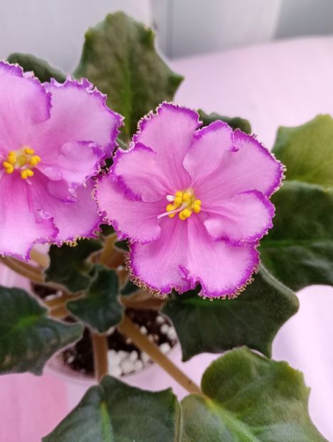 13 mar - AV Antidepressant