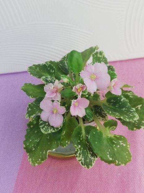 1 aug - N Boa Konstriktor