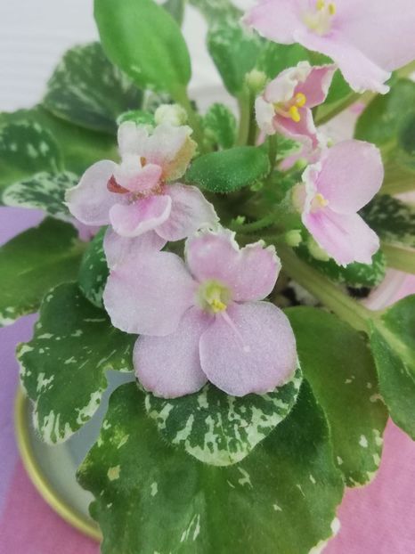 1 aug (15) - N Boa Konstriktor