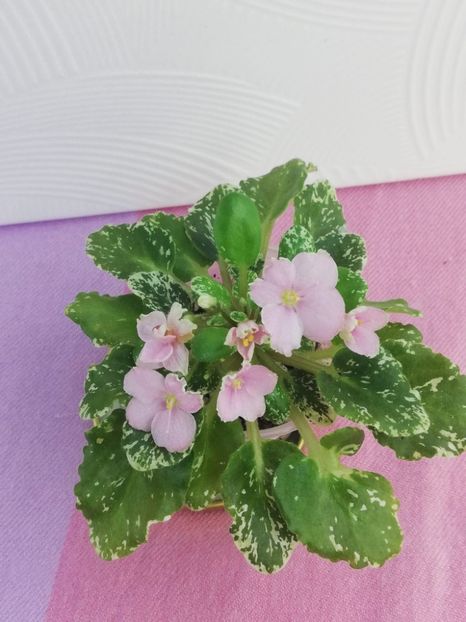 1 aug - N Boa Konstriktor