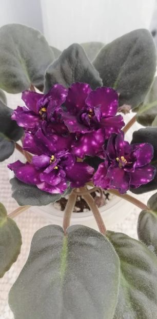 12 dec - AE Mlechnyj Put