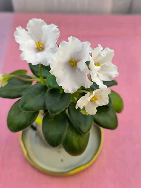 2 mar - Alans White Feather