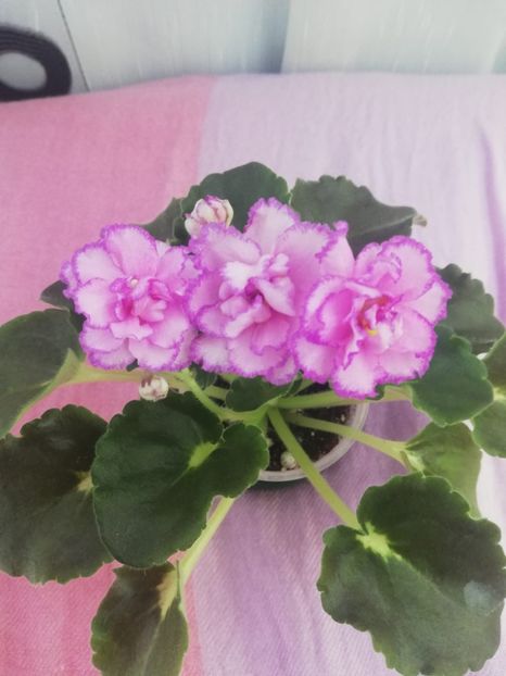 15 iul - LF Devochka s Veerom