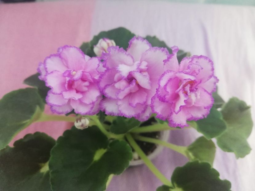 15 iul - LF Devochka s Veerom