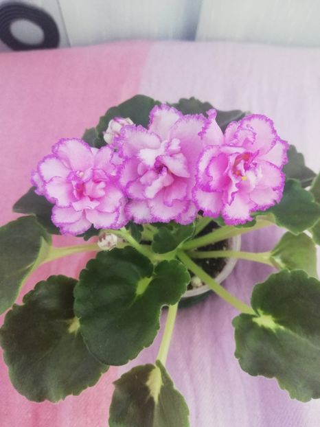 15 iul - LF Devochka s Veerom