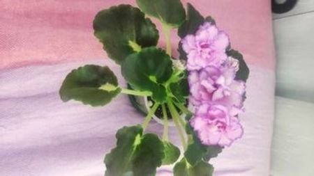 17 iul - LF Devochka s Veerom