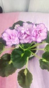 17 iul - LF Devochka s Veerom