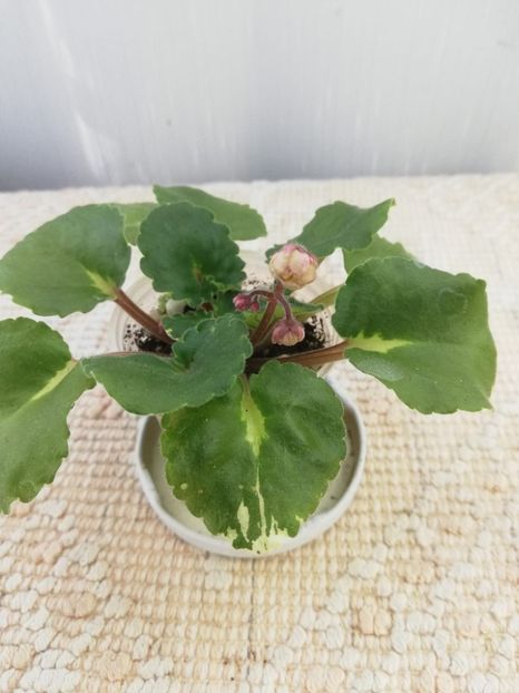 26 oct (12) - LE Nina