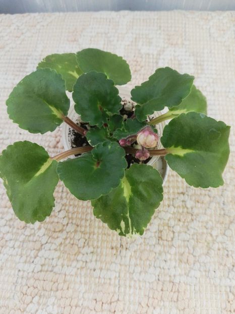 26 oct (14) - LE Nina