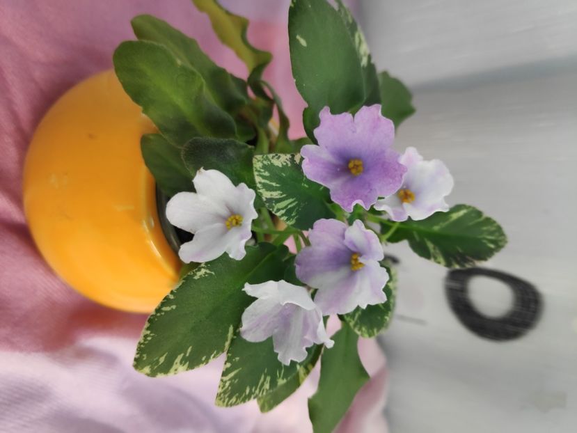 23 apr - LE Erika