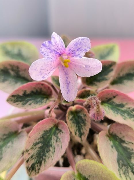 2 mar - MK Nochniye Motiljky