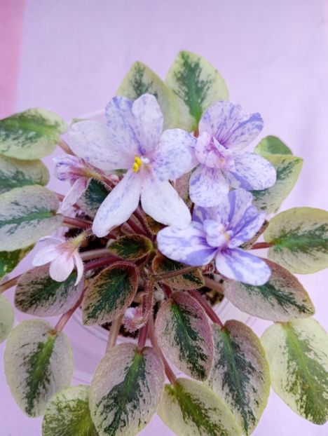 13 mar - MK Nochniye Motiljky