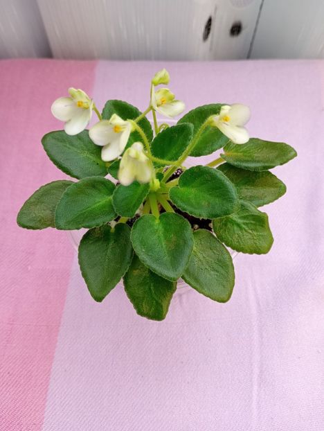 13 mar - Morgan s Junior Mint