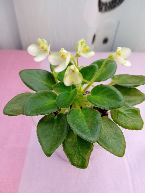 13 mar - Morgan s Junior Mint