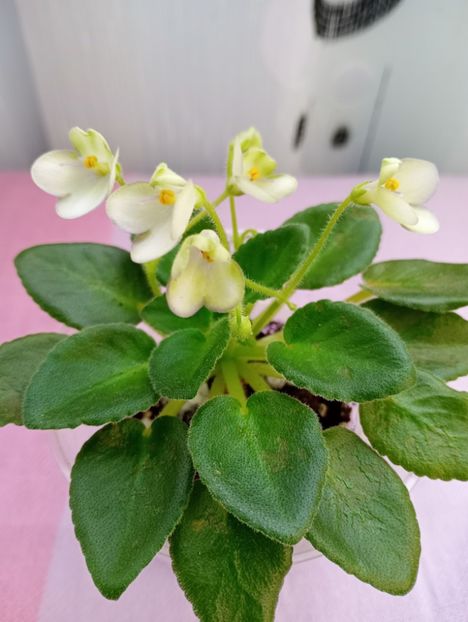 13 mar - Morgan s Junior Mint