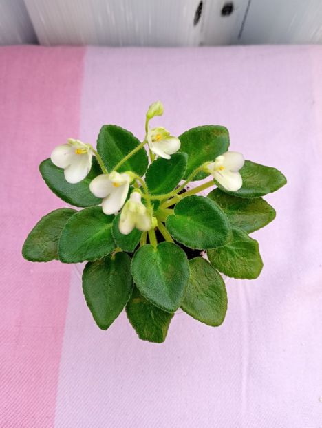 13 mar - Morgan s Junior Mint