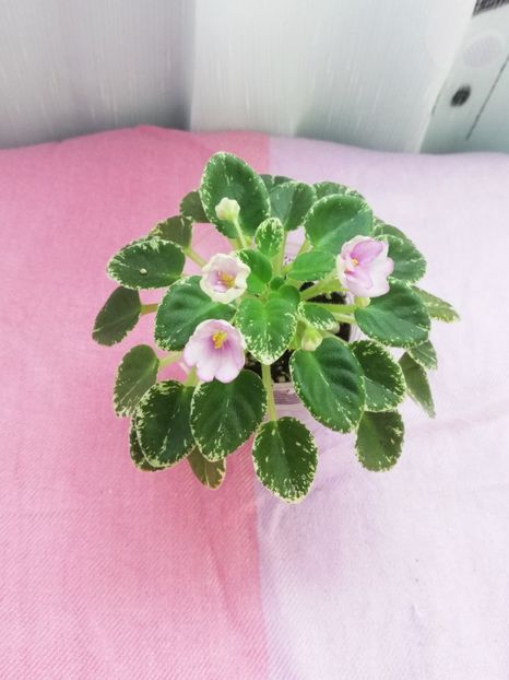 7 iul - Morgan s Sumira