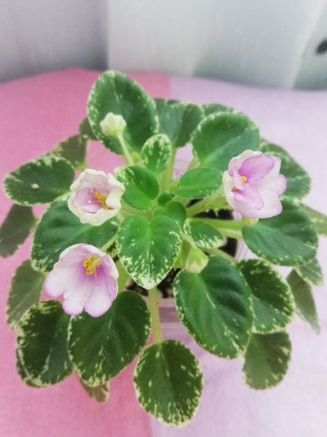 7 iul - Morgan s Sumira