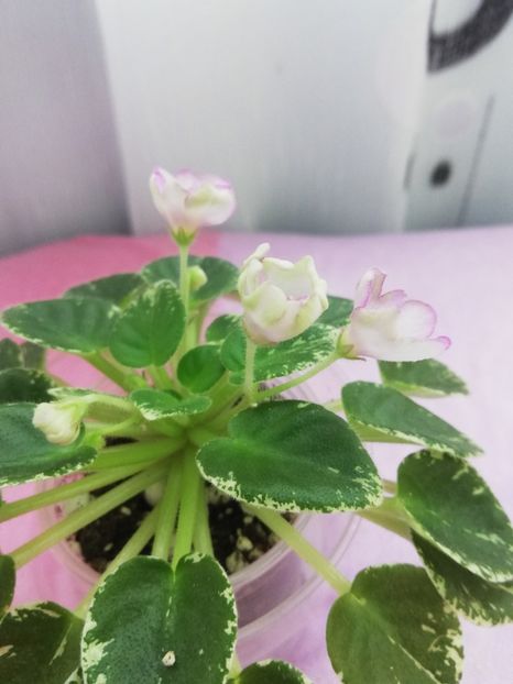 7 iul - Morgan s Sumira