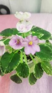 17 iul - Morgan s Sumira