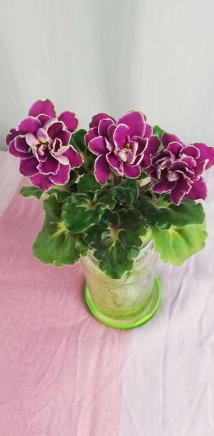 5 ian - BO Ptitsa Radostj