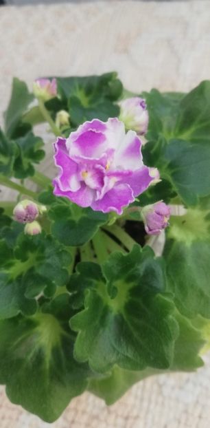 12 dec - AV Yaponskaya Vishnia