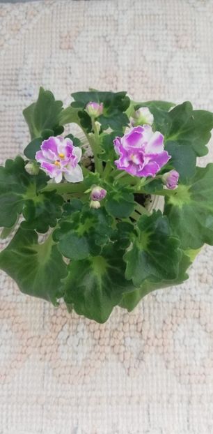 12 dec - AV Yaponskaya Vishnia