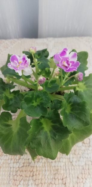 12 dec - AV Yaponskaya Vishnia