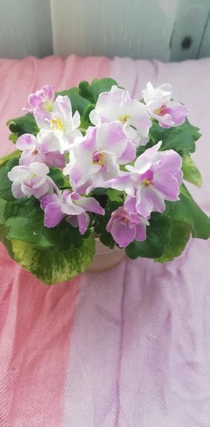 28 dec - AV Yaponskaya Vishnia