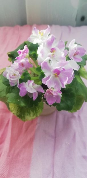 28 dec - AV Yaponskaya Vishnia