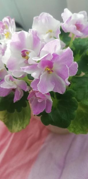 28 dec - AV Yaponskaya Vishnia