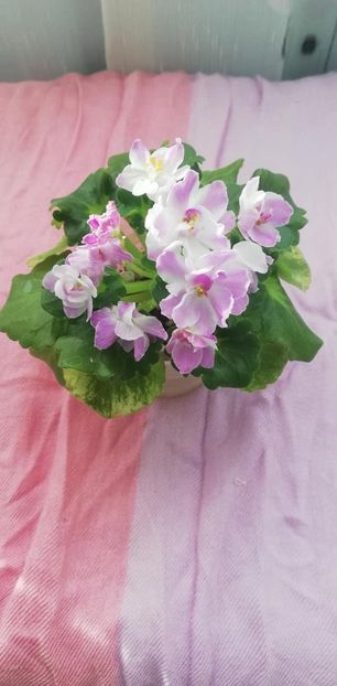 28 dec - AV Yaponskaya Vishnia