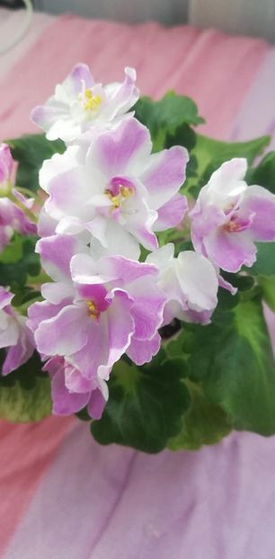 28 dec - AV Yaponskaya Vishnia