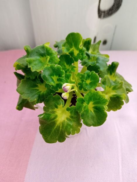 13 mar - AV Yaponskaya Vishnia