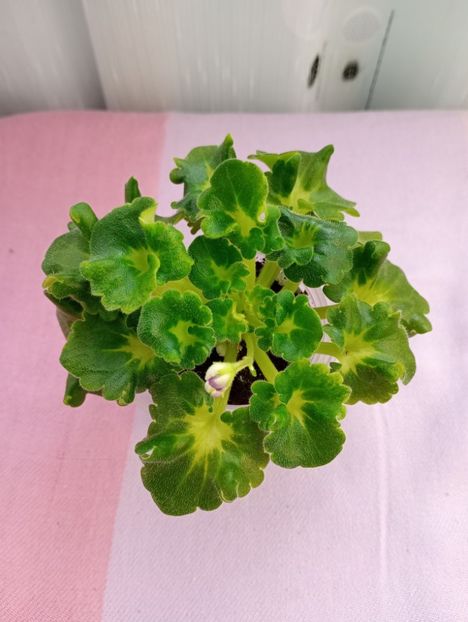 13 mar - AV Yaponskaya Vishnia