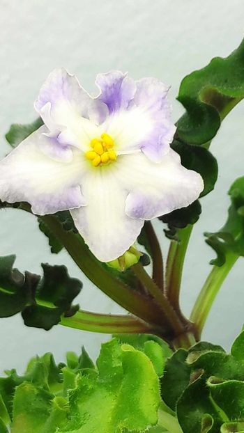 22 nov - LE Chrustaljniy Lebedj