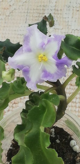 27 nov - LE Chrustaljniy Lebedj