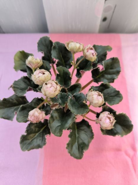 2 mar - LE Dikij Vinograd